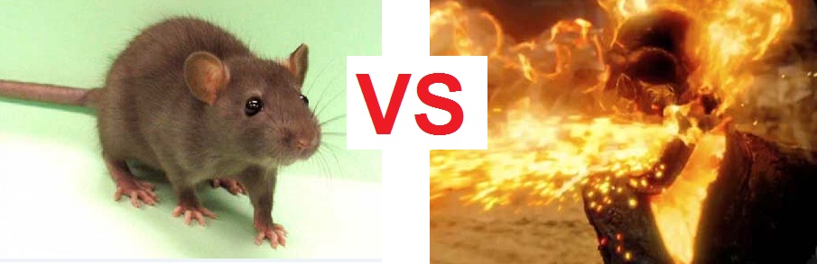 rat vs rider
